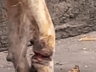 Part2 Animals Rescue #dogrescue #rescuedog #dogsofttiktok #foryoupage #foryou #dogs