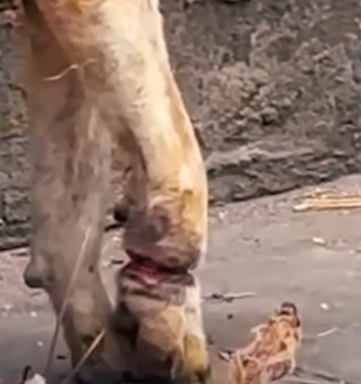 Part2 Animals Rescue #dogrescue #rescuedog #dogsofttiktok #foryoupage #foryou #dogs