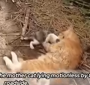 Part2 Animals Rescue #dogrescue #rescuedog #dogsofttiktok #foryoupage #foryou #dogs