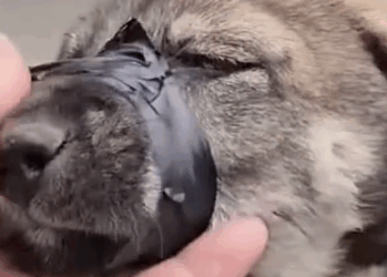 Part2 Animals Rescue #dogrescue #rescuedog #dogsofttiktok #foryoupage #foryou #dogs