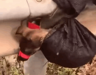 Part2 Animals Rescue #dogrescue #rescuedog #dogsofttiktok #foryoupage #foryou #dogs