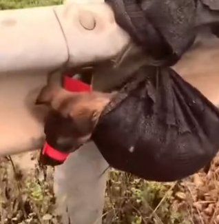 Part2 Animals Rescue #dogrescue #rescuedog #dogsofttiktok #foryoupage #foryou #dogs