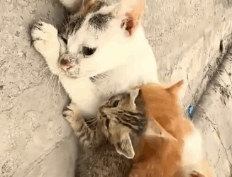 Part2 Animals Rescue #dogrescue #rescuedog #dogsofttiktok #foryoupage #foryou #dogs