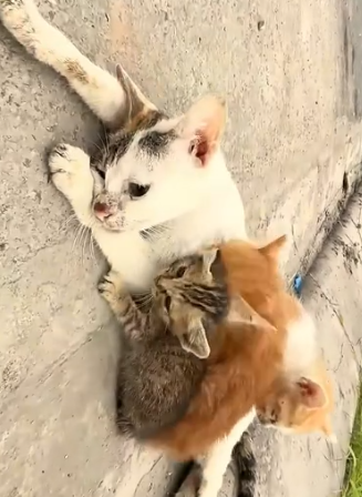 Part2 Animals Rescue #dogrescue #rescuedog #dogsofttiktok #foryoupage #foryou #dogs