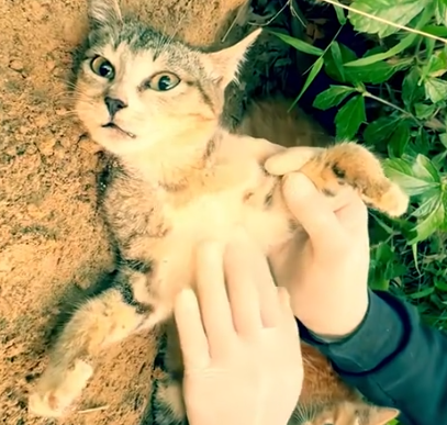 Part2 Animals Rescue #dogrescue #rescuedog #dogsofttiktok #foryoupage #foryou #dogs