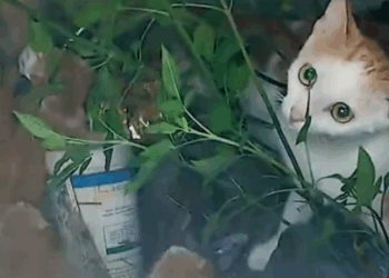 Part2 Animals Rescue #dogrescue #rescuedog #dogsofttiktok #foryoupage #foryou #dogs