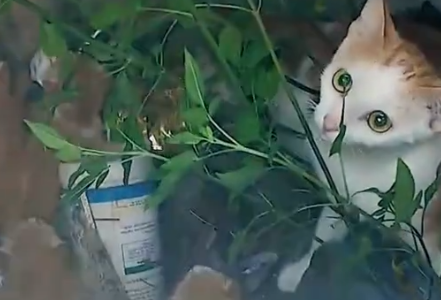 Part2 Animals Rescue #dogrescue #rescuedog #dogsofttiktok #foryoupage #foryou #dogs