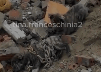 Two poor dogs were abandoned on the side of the road, their bodies tightly bound by iron chains._part2