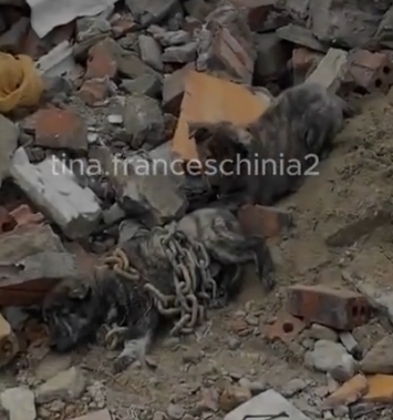 Two poor dogs were abandoned on the side of the road, their bodies tightly bound by iron chains._part2