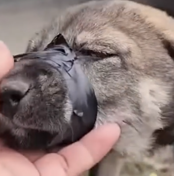 Part2 Animals Rescue #dogrescue #rescuedog #dogsofttiktok #foryoupage #foryou #dogs