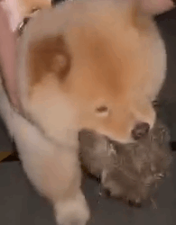 The vet said it was the worst case they’d ever seen_part2