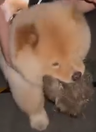 The vet said it was the worst case they’d ever seen_part2