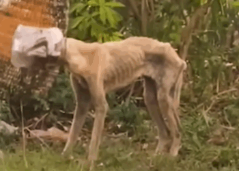 Part2 Animals Rescue #dogrescue #rescuedog #dogsofttiktok #foryoupage #foryou #dogs