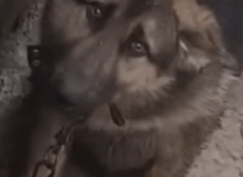 Part2 Animals Rescue #dogrescue #rescuedog #dogsofttiktok #foryoupage #foryou #dogs