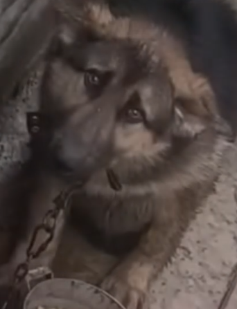 Part2 Animals Rescue #dogrescue #rescuedog #dogsofttiktok #foryoupage #foryou #dogs