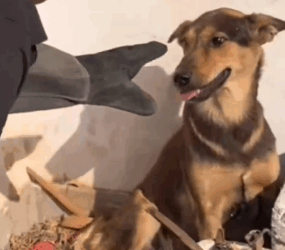 Part2 Animals Rescue #dogrescue #rescuedog #dogsofttiktok #foryoupage #foryou #dogs
