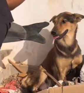 Part2 Animals Rescue #dogrescue #rescuedog #dogsofttiktok #foryoupage #foryou #dogs