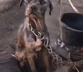 Part2 Animals Rescue #dogrescue #rescuedog #dogsofttiktok #foryoupage #foryou #dogs