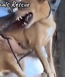 Part2 Animals Rescue #dogrescue #rescuedog #dogsofttiktok #foryoupage #foryou #dogs
