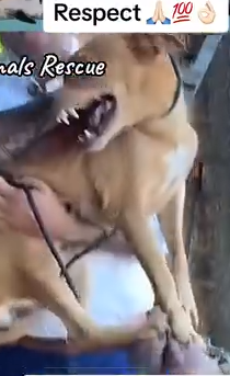 Part2 Animals Rescue #dogrescue #rescuedog #dogsofttiktok #foryoupage #foryou #dogs