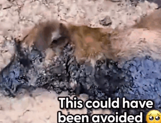 Part2 Animals Rescue #dogrescue #rescuedog #dogsofttiktok #foryoupage #foryou #dogs