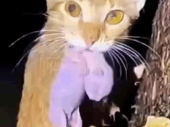 Part2 Animals Rescue #dogrescue #rescuedog #dogsofttiktok #foryoupage #foryou #dogs