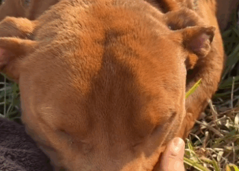 Part2 Animals Rescue #dogrescue #rescuedog #dogsofttiktok #foryoupage #foryou #dogs