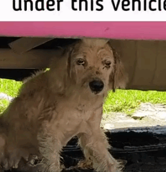 Part2 Animals Rescue #dogrescue #rescuedog #dogsofttiktok #foryoupage #foryou #dogs