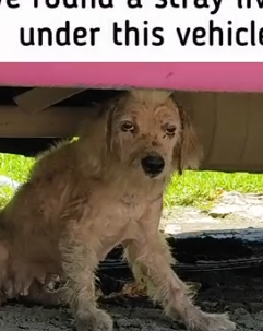 Part2 Animals Rescue #dogrescue #rescuedog #dogsofttiktok #foryoupage #foryou #dogs