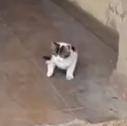 Part2 Animals Rescue #dogrescue #rescuedog #dogsofttiktok #foryoupage #foryou #dogs