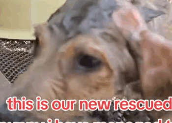 Part2 Animals Rescue #dogrescue #rescuedog #dogsofttiktok #foryoupage #foryou #dogs