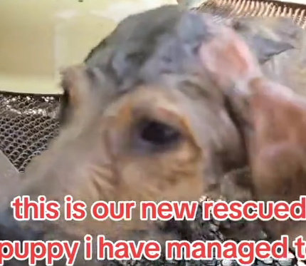 Part2 Animals Rescue #dogrescue #rescuedog #dogsofttiktok #foryoupage #foryou #dogs