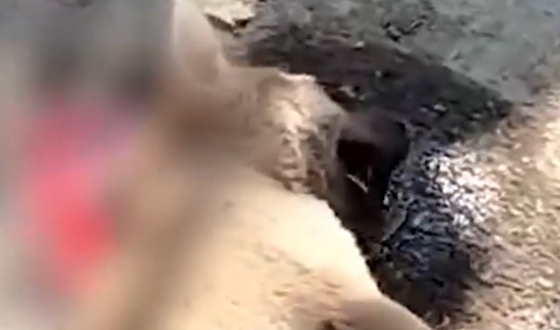 Part2 Animals Rescue #dogrescue #rescuedog #dogsofttiktok #foryoupage #foryou #dogs