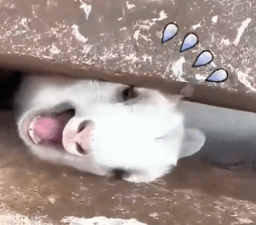 Part2 Animals Rescue #dogrescue #rescuedog #dogsofttiktok #foryoupage #foryou #dogs