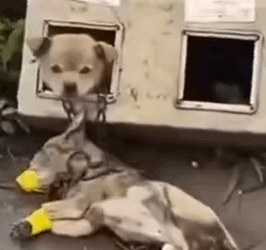 Part2 Animals Rescue #dogrescue #rescuedog #dogsofttiktok #foryoupage #foryou #dogs
