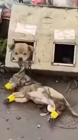 Part2 Animals Rescue #dogrescue #rescuedog #dogsofttiktok #foryoupage #foryou #dogs