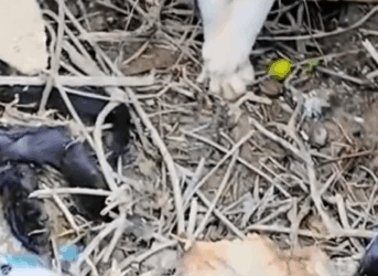 Part2 Animals Rescue #dogrescue #rescuedog #dogsofttiktok #foryoupage #foryou #dogs