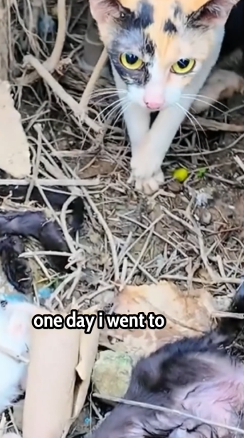 Part2 Animals Rescue #dogrescue #rescuedog #dogsofttiktok #foryoupage #foryou #dogs