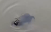 Part2 Animals Rescue #dogrescue #rescuedog #dogsofttiktok #foryoupage #foryou #dogs