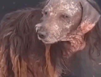 Part2 Animals Rescue #dogrescue #rescuedog #dogsofttiktok #foryoupage #foryou #dogs