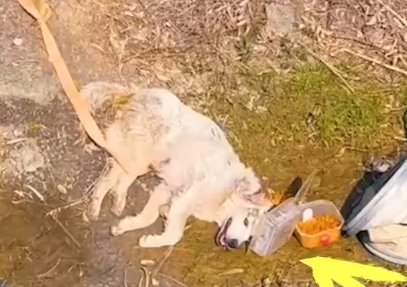 Part2 Animals Rescue #dogrescue #rescuedog #dogsofttiktok #foryoupage #foryou #dogs