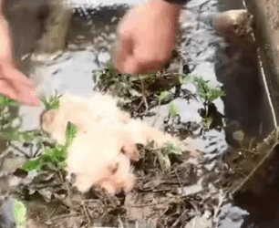 Part2 Animals Rescue #dogrescue #rescuedog #dogsofttiktok #foryoupage #foryou #dogs