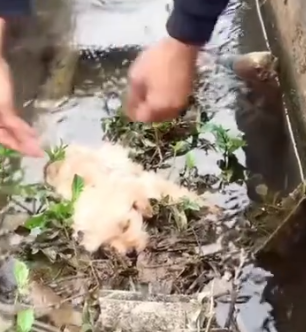 Part2 Animals Rescue #dogrescue #rescuedog #dogsofttiktok #foryoupage #foryou #dogs