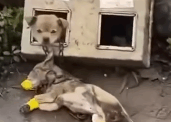 Part2 Animals Rescue #dogrescue #rescuedog #dogsofttiktok #foryoupage #foryou #dogs