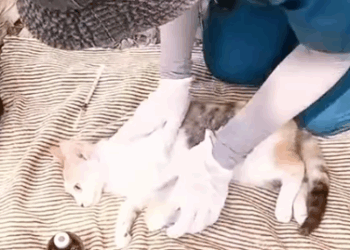 Part2 Animals Rescue #dogrescue #rescuedog #dogsofttiktok #foryoupage #foryou #dogs