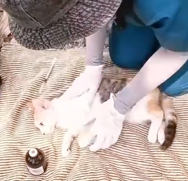 Part2 Animals Rescue #dogrescue #rescuedog #dogsofttiktok #foryoupage #foryou #dogs