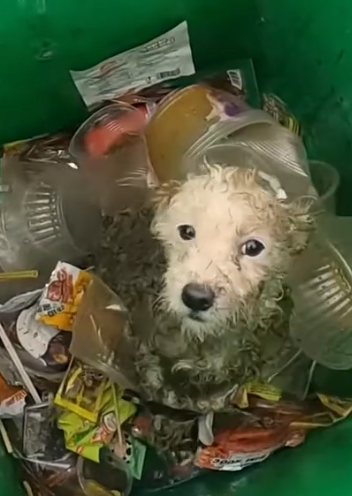 Part2 Animals Rescue #dogrescue #rescuedog #dogsofttiktok #foryoupage #foryou #dogs