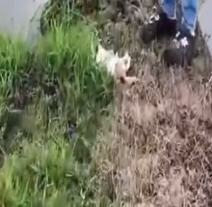 Part2 Animals Rescue #dogrescue #rescuedog #dogsofttiktok #foryoupage #foryou #dogs