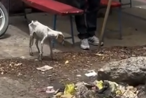 Part2 Animals Rescue #dogrescue #rescuedog #dogsofttiktok #foryoupage #foryou #dogs