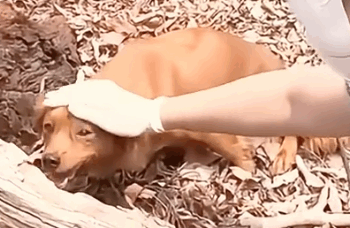 Part2 Animals Rescue #dogrescue #rescuedog #dogsofttiktok #foryoupage #foryou #dogs